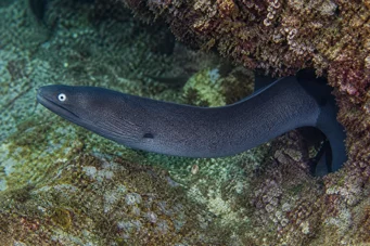 Gymnothorax monochrous Parede cinza