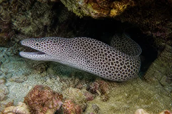 Gymnothorax rueppelliae Cabeceira amarela
