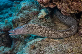 Gymnothorax undulatus Parede ondulada