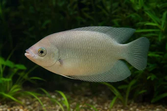 Helostoma temmincki Beijas - Gourami Cumbership