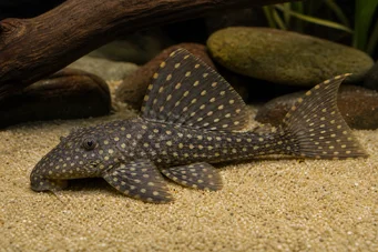 Hemiancistrus annectens Hemiacistrus Annetetens