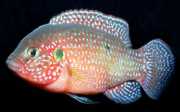 Hemichromis lifalili ACARA vermelha
