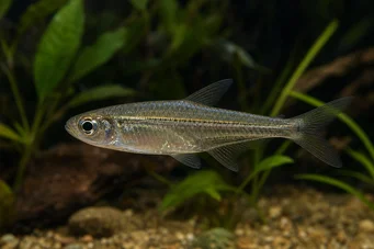 Hemigrammocharax lineostriatus Tetra-Flechette africano com linhas