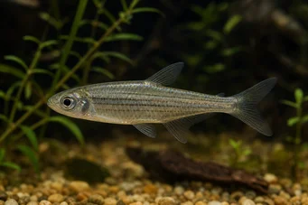 Hemigrammocharax multifasciatus Tetrache de quadriculado africano