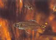 Hemigrammopetersius caud... Congo Tetra com amarelo