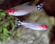 Hemigrammus bleheri Tetra de boca vermelha