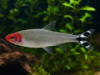 Hemigrammus bleheri Tetra de boca vermelha