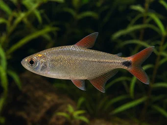 Hemigrammus caudovittatus Tetra de Buenos Aires