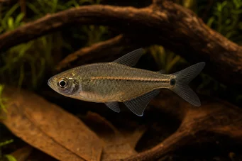 Hemigrammus hyanuary Neon verde ou tetra-cuestello
