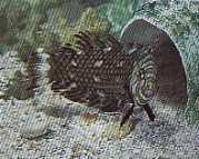 Hemipteronotus taeniouru... Labre mascarado