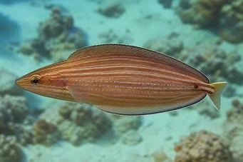 Hemipteronotus taeniourus Labre mascarado