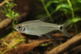 Hemigrammus caudovittatus / Hyphessobryc Diamond Tetra