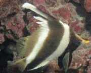 Heniochus varius Peixe frontal corcunda
