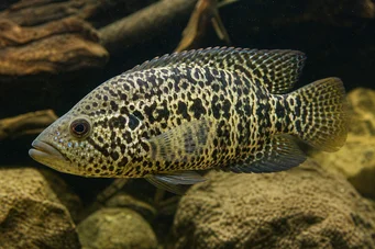 Heros managuense Cichlid de Manágua