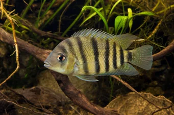 Cichlosoma nigrofasciatum Nigro