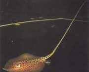 Himantura oxyrhynchus Linha manchada indo-aust...