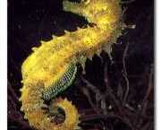 Hippocampus guttulatus Hipocampo mediterrâneo