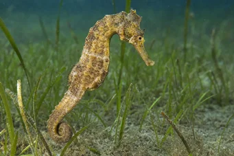 Hippocampus guttulatus (Hipocampo mediterrâneo)