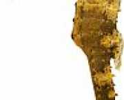 Hippocampus kuda Hipocampo dourado