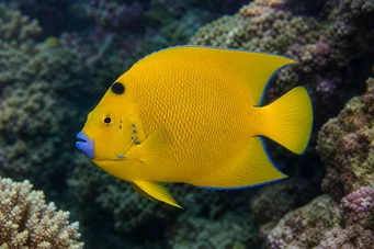 Holacanthus trimaculatus Três pontos