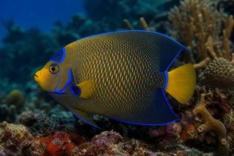 Hollacanthus royal Anjo de bico azul