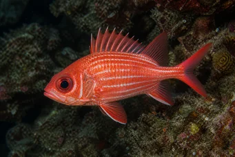 Holocentrus diadema (Soldado limpo)