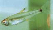 Holoshestes pequira Mancha laranja tetra