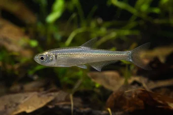 Holoshestes pequira Mancha laranja tetra