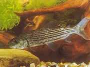 Hydrocynus goliath Tetra-Loup, peixe tigre africano