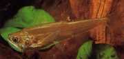 Hydrolycus scomberoides Tetra-Loup, Tigre de Characin