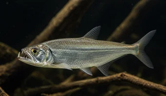 Hydrolycus scomberoides Tetra-Loup, Tigre de Characin