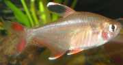 Hyphessobrycon bentosi bentosi Bentosi
