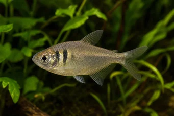 Hyphessobrycon bifasciatus Tetra amarela