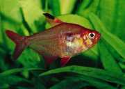 Hyphessobrycon callistus Rubi do Paraguai