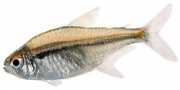 Hyphessobrycon heterorhabdus Bandeira belga