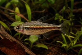Hyphessobrycon heterorhabdus Bandeira belga