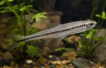 Iguanodectes spilurus Tetra-Oil