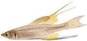 Iriatherina werneri Iotherina Werneri