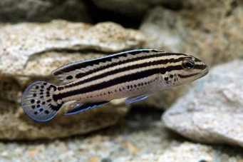 Julidochromis dickfeldi Julie de Dickfeld