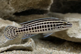 Julidochromis marlieri Julie de Marlier, Jaumier Julido