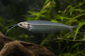 Kryptopterus bicirrhis Peixe -gato de vidro