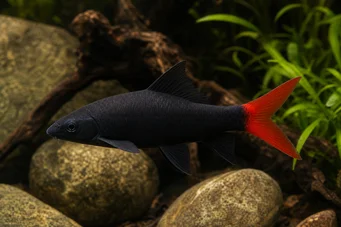 Labeo bicolor cauda vermelha