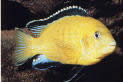 Labidochromis caeruleus Amarelo