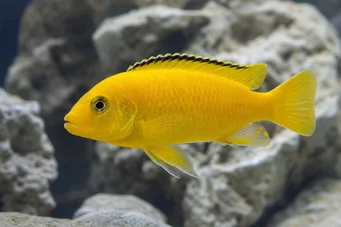 Labidochromis caeruleus Amarelo