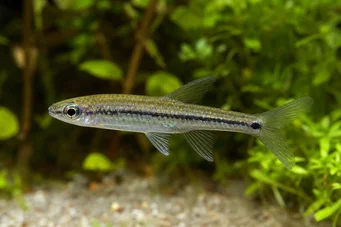 Ladigesia roloffi Sierra-Léone anão tetra