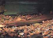 Lampetra fluviatilis Lâmpada fluvial
