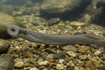 Lampetra fluviatilis Lâmpada fluvial