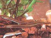 Lampetra planeri Lampreia da plaina