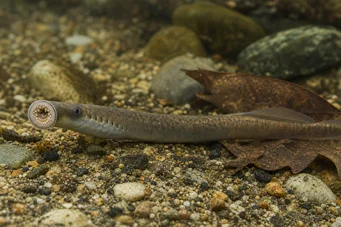 Lampetra planeri Lampreia da plaina