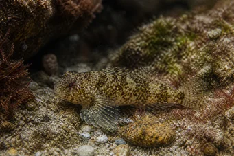 Lepadogaster candollei Haste